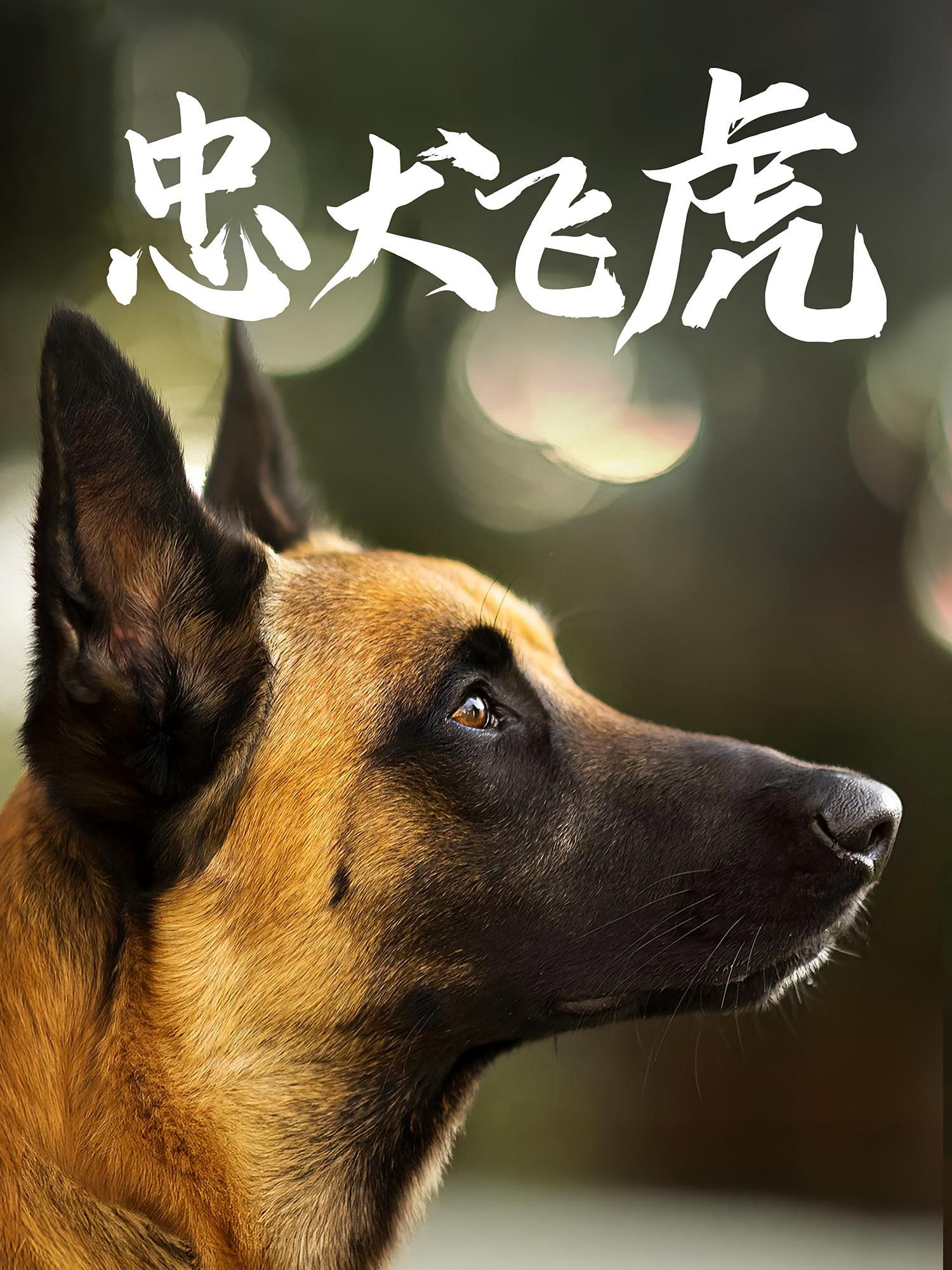 忠犬飞虎33集全集未删减版 吴桂洲谭镁纶主演 免费在线观看 百度网盘夸克网盘资源速存下载 第1张 忠犬飞虎33集全集未删减版 吴桂洲谭镁纶主演 免费在线观看 百度网盘夸克网盘资源速存下载 第1张
